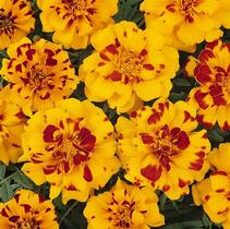 Marigold tagetes patula 'Durango Bolero' Marigold tagetes patula 'Durango Bolero'