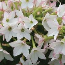 Nicotiana alata 'Starmaker Appleblossom' Nicotiana alata 'Starmaker Appleblossom'
