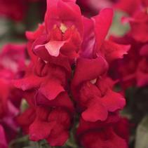 Snapdragon antirrhinum majus 'Snapshot Red' Snapdragon antirrhinum majus 'Snapshot Red'