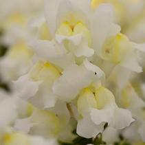 Snapdragon antirrhinum majus 'Snapshot White' Snapdragon antirrhinum majus 'Snapshot White'