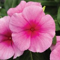 Vinca catharanthus roseus 'Cora Strawberry' Vinca catharanthus roseus 'Cora Strawberry'