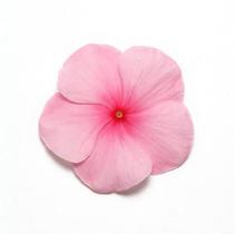Vinca catharanthus roseus 'Pacifica Blush Xp' Vinca catharanthus roseus 'Pacifica Blush Xp'