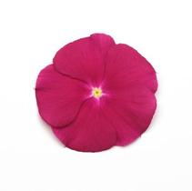 Vinca catharanthus roseus 'Pacifica Cranberry Xp' Vinca catharanthus roseus 'Pacifica Cranberry Xp'