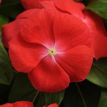 Vinca catharanthus roseus 'Pacifica Orange Xp' Vinca catharanthus roseus 'Pacifica Orange Xp'