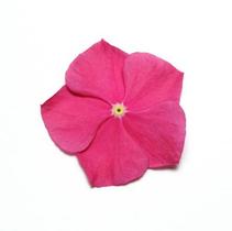 Vinca catharanthus roseus 'Pacifica Raspberry Xp' Vinca catharanthus roseus 'Pacifica Raspberry Xp'