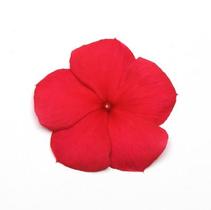 Vinca catharanthus roseus 'Titan Dark Red' Vinca catharanthus roseus 'Titan Dark Red'