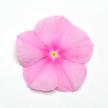 Vinca catharanthus roseus 'Titan Icy Pink' Vinca catharanthus roseus 'Titan Icy Pink'