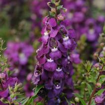 Angelonia angustifolia 'Serenita Purple' Angelonia angustifolia 'Serenita Purple'