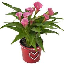 Calla Lilies zantedeschia rehmannii hybrida 'Garnet Glow' Calla Lilies zantedeschia rehmannii hybrida 'Garnet Glow'