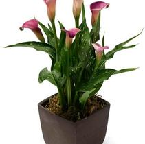 Calla Lilies zantedeschia rehmannii hybrida 'Twilight' Calla Lilies zantedeschia rehmannii hybrida 'Twilight'
