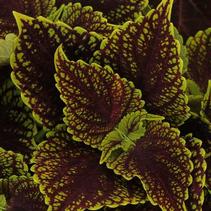 Coleus scutellarioides 'Coleosauras' Coleus scutellarioides 'Coleosauras'