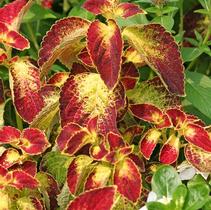 Coleus scutellarioides 'Dipt in Wine' Coleus scutellarioides 'Dipt in Wine'