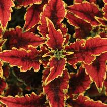 Coleus scutellarioides 'El Brighto' Coleus scutellarioides 'El Brighto'