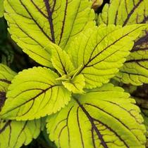 Coleus scutellarioides 'Gay's Delight' Coleus scutellarioides 'Gay's Delight'