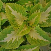 Coleus scutellarioides 'Kong Jr. Green Halo' Coleus scutellarioides 'Kong Jr. Green Halo'