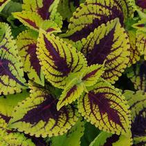 Coleus scutellarioides 'Kong Jr. Lime Vein' Coleus scutellarioides 'Kong Jr. Lime Vein'
