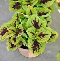 Coleus scutellarioides 'Kong Jr. Rose' Coleus scutellarioides 'Kong Jr. Rose'