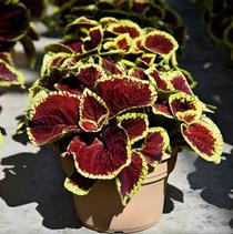 Coleus scutellarioides 'Kong Jr. Scarlet' Coleus scutellarioides 'Kong Jr. Scarlet'