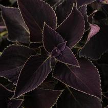 Coleus scutellarioides 'Vino' Coleus scutellarioides 'Vino'