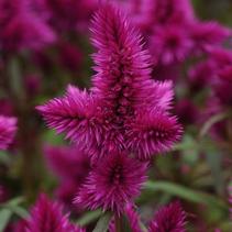 Celosia argentea 'Intenz Classic Pink' Celosia argentea 'Intenz Classic Pink'
