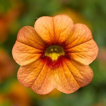 Calibrachoa hybrida 'Callie Apricot' Calibrachoa hybrida 'Callie Apricot'