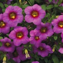 Calibrachoa hybrida 'Callie Pink with Eye Imp' Calibrachoa hybrida 'Callie Pink with Eye Imp'
