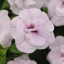 Calibrachoa hybrida 'Minifamous Uno Double Chiffon' Calibrachoa hybrida 'Minifamous Uno Double Chiffon'