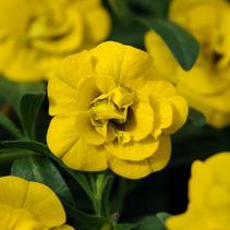 Calibrachoa hybrida 'Minifamous Std Double Deep Yellow' Calibrachoa hybrida 'Minifamous Std Double Deep Yellow'