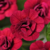 Calibrachoa hybrida 'Minifamous Std Double Magenta' Calibrachoa hybrida 'Minifamous Std Double Magenta'