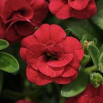 Calibrachoa hybrida 'Minifamous Uno Double Uno Red' Calibrachoa hybrida 'Minifamous Uno Double Uno Red'