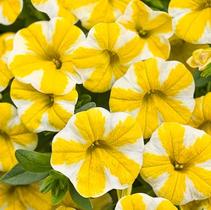 Calibrachoa hybrida 'Superbells Lemon Slice' Calibrachoa hybrida 'Superbells Lemon Slice'