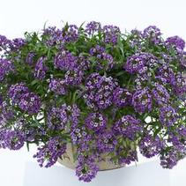 Lobularia hybrida 'Stream Deep Lavender' Lobularia hybrida 'Stream Deep Lavender'