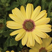 Osteospermum ecklonis 'Tradewinds Yellow' Osteospermum ecklonis 'Tradewinds Yellow'