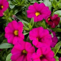 Petchoa hybrida 'SuperCal Violet' Petchoa hybrida 'SuperCal Violet'