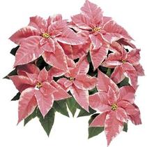 Poinsettia euphorbia pulcherrima 'Marblestar' Poinsettia euphorbia pulcherrima 'Marblestar'