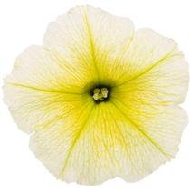 Petunia hybrida 'Supertunia Limoncello' Petunia hybrida 'Supertunia Limoncello'