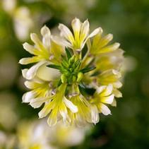Scaevola Aemula 'Scolara Suntastic Yellow' Scaevola Aemula 'Scolara Suntastic Yellow'