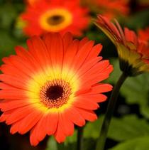 Gerbera jamesonii 'Midi Dark Fireball' Gerbera jamesonii 'Midi Dark Fireball'