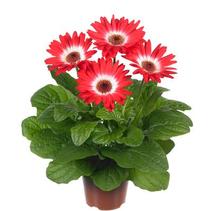 Gerbera jamesonii 'Midi Eyecatcher Red' Gerbera jamesonii 'Midi Eyecatcher Red'
