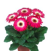 Gerbera jamesonii 'Midi Eyecatcher Purple' Gerbera jamesonii 'Midi Eyecatcher Purple'