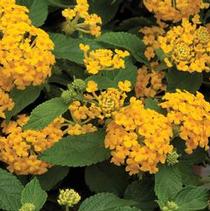 Lantana camara 'Landscape Bandana Yellow' Lantana camara 'Landscape Bandana Yellow'