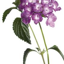 Lantana camara 'Luscious Grape' Lantana camara 'Luscious Grape'