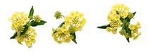 Lantana camara 'Luscious Lemonade' Lantana camara 'Luscious Lemonade'