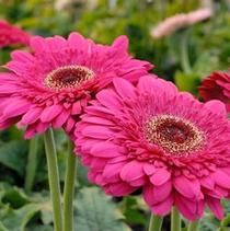 Gerbera jamesonii 'Patio Bighorn' Gerbera jamesonii 'Patio Bighorn'