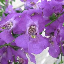 Angelonia angustifolia 'Carita Purple' Angelonia angustifolia 'Carita Purple'