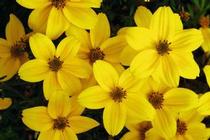 Bidens ferulifolia 'Namid Compact Yellow' Bidens ferulifolia 'Namid Compact Yellow'