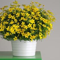 Bidens ferulifolia 'Namid Early Yellow' Bidens ferulifolia 'Namid Early Yellow'