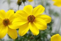 Bidens ferulifolia 'Namid Special Yellow' Bidens ferulifolia 'Namid Special Yellow'