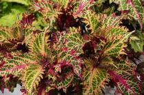 Coleus scutellarioides 'Peter's Wonder' Coleus scutellarioides 'Peter's Wonder'