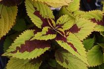 Coleus scutellarioides 'Pineapple Beauty' Coleus scutellarioides 'Pineapple Beauty'